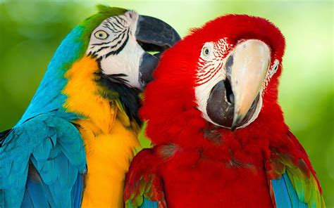 2732x1536px Free Download Hd Wallpaper Parrot Macaw Bird Hd