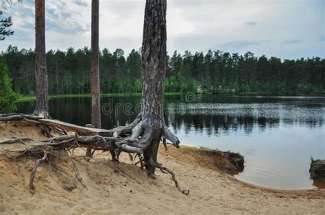 Forest Lake With Pine Trees On The Sandy Shore Stock Image Image Of