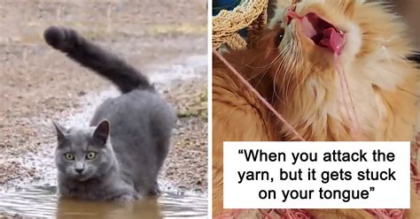 50 Times Cats Hilariously Malfunctioned Making Owners Ask “whats Wrong With My Cat” New Pics