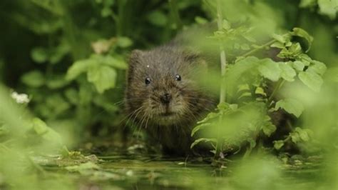 Hertfordshire Water Voles Thrive Along River Ver After Reintroduction