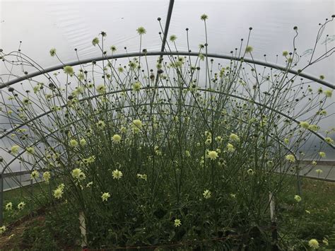 Scabiosa Giant Yellow Uprising Seeds