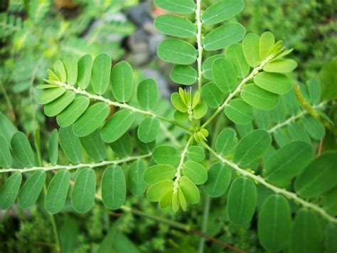 Penyakit wasir dapat disembuhkan dengan cara meminum ramuan dari daun tanaman ini secara rutin. 7 Ramuan Daun Meniran Untuk Mengobati Penyakit | Obat ...