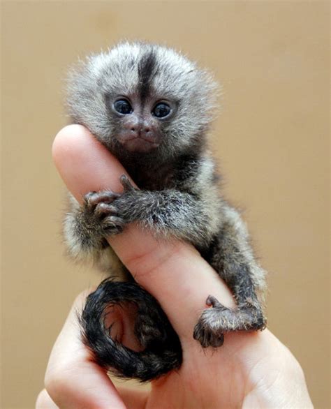 The Worlds Smallest Monkey Is At The Center Of A Swedish Saudi
