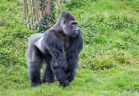 Visit Western Lowland Gorilla A Zoo With Western Lowland Gorilla