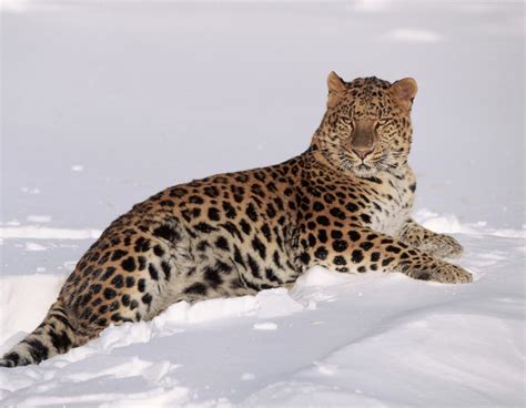 Amur Leopard The Worlds Rarest Cat Wwf