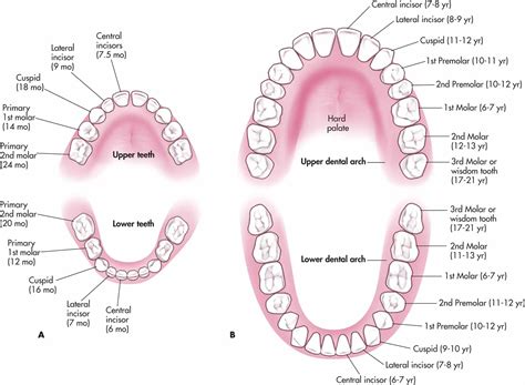 Deciduous And Permanent Teeth And Structure Of A Tooth Earth S Lab