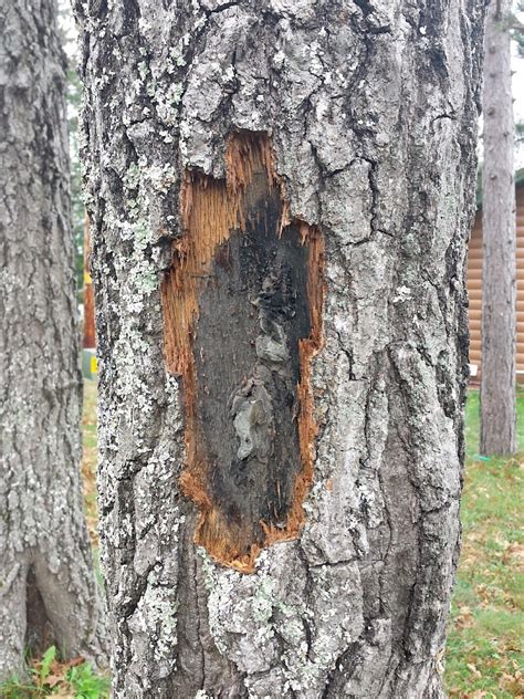 Drydenwire Fatal Oak Tree Disease Oak Wilt Spreading Throughout Nw