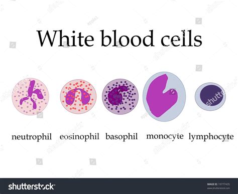 White Blood Cells Stock Illustration 19777435 Shutterstock