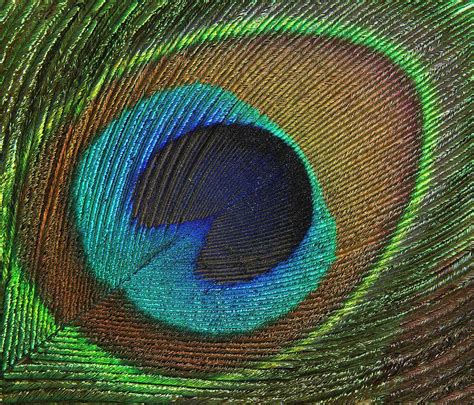 Peacock Feather Close Up Photograph By Mark Sykes Fine Art America
