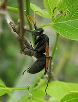 Images of Orange Wasp With Black Wings