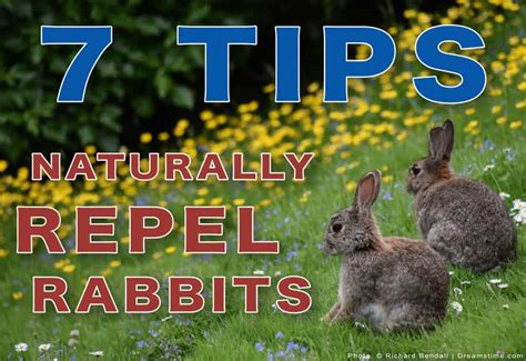 7 Easy Ways to Naturally Get Rid of Rabbits - Pest Pointers