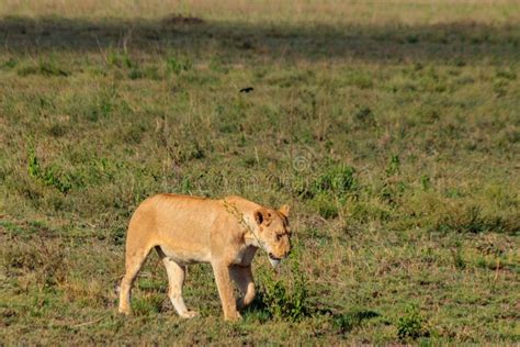 Lioness Panthera Leo Walking In Savannah In Serengeti National Park