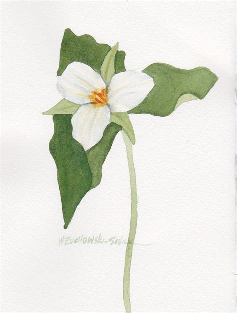 Single White Trillium 5 X 7 Original Watercolor Etsy Flower Drawing