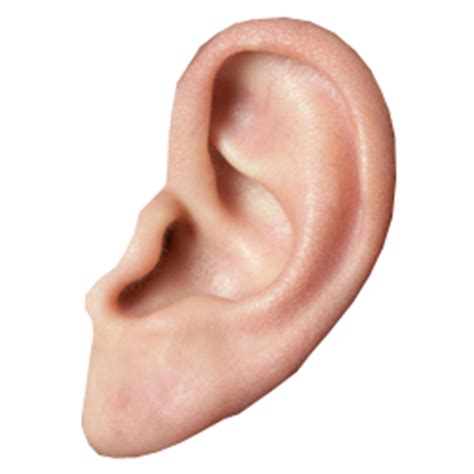 Ear Png HD PNG All