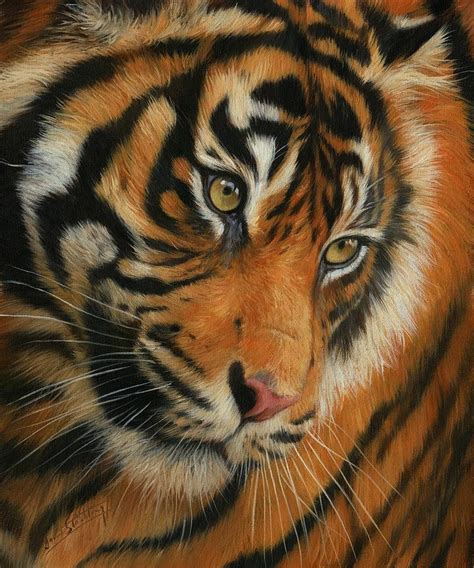 Portrait Of A Tiger Painting By David Stribbling