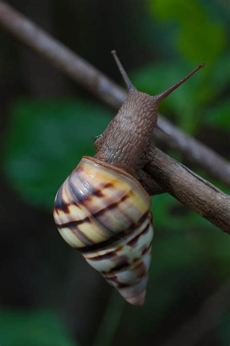 There were no references to cover the entire state. juanKaphotos: Florida Tree Snails ( Liguus fasciatus )