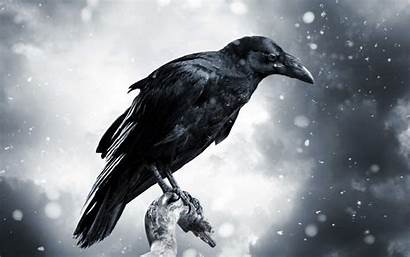 Crows Wallpapers Greepx