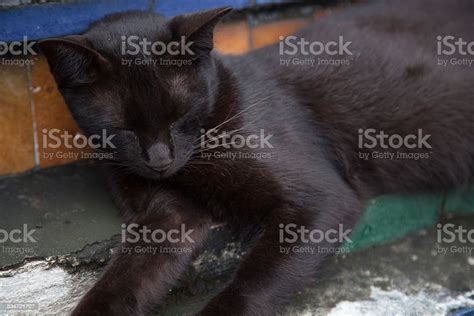 Black Cat Is Sleeping Stock Photo Download Image Now 2015 Animal