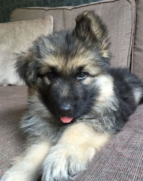 30 Cute Pics Of German Shepherd Puppies Were The Purest Things In The World