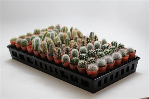 72 Pack 1 75 Mini Cactus Assortment Perfect For Party Favors