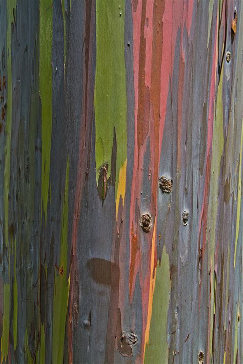 Rainbow Eucalyptus Abstract Photograph By Roger Mullenhour Fine Art