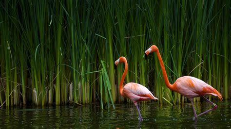 Flamingos In The Lake Wallpapers Hd Desktop And Mobile Backgrounds