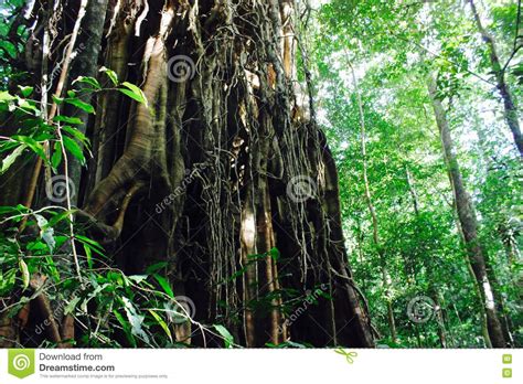 Giant Fig Tree Vines In Rain Forest Stock Photo Image Of Australia