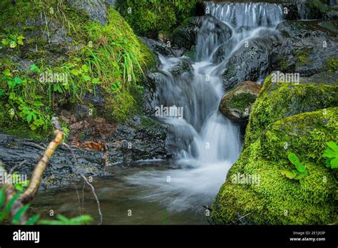 Forest Stream In Rainforest Waterfall Among Mossy Rocks And Greenery