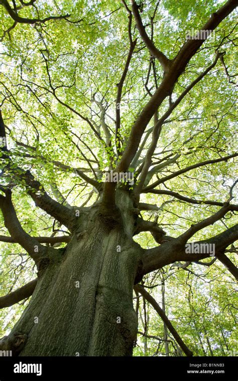 Beech Tree In Early Spring Latin Name Fagus Sylvatica Stock Photo Alamy