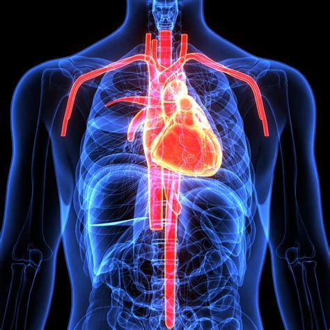 3d Illustration Of Human Body Heart Anatomy Stock Illustration