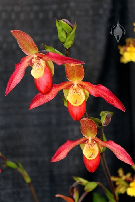 Aboutorchids Blog Archive Caring For A Valentine Orchid