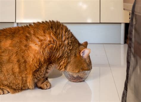 Fat Red Cat With Thick Hair Eats Cat Food From A Glass Bowl Stock Image