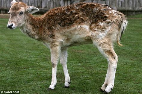 Doe Oldest Deer In The World Dies Aged 21 After Long Life Attributed