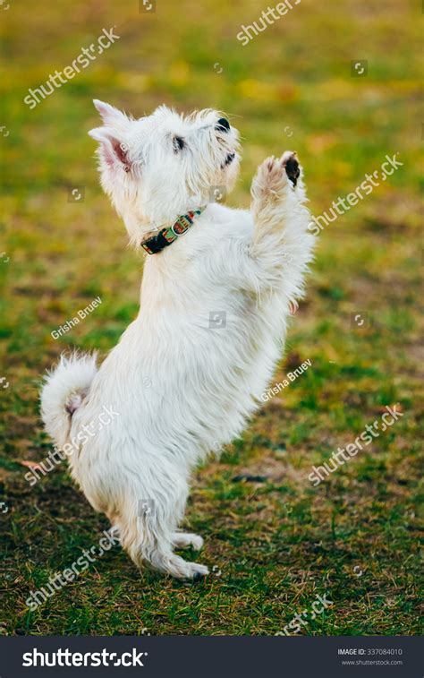 Funny West Highland White Terrier Westie Stock Photo Edit Now 337084010