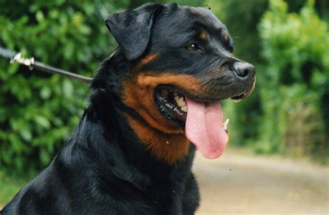 In this article, we are going to share male and female dog names for rottweiler. Rottweiler Wallpapers in HD - Facts | Rottweiler, Puppy names, Rottweiler dog breed