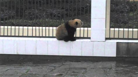 The Baby Panda Escape Youtube