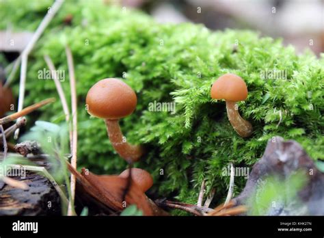 Autumn Mushrooms Stock Photo Alamy