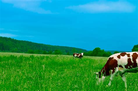 Two White And Brown Cows On Greenfield Free Image Peakpx