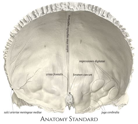 Frontal Bone Back View Anatomy Bones Medical Anatomy Frontal