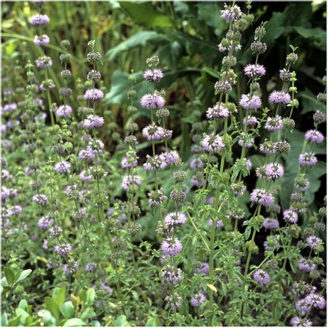 Package Of 1000 Seeds Pennyroyal Mint Mentha Pulegium Non Gmo Seeds