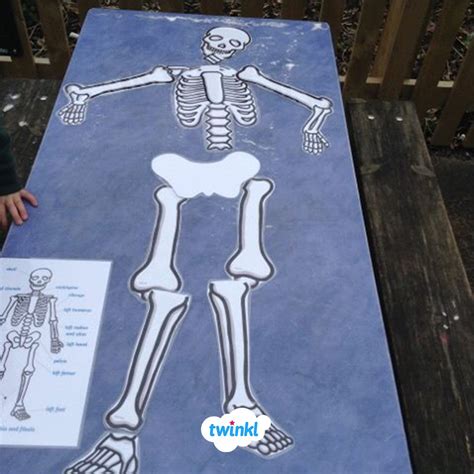 Life Size Child Skeleton Cut Out Artofit