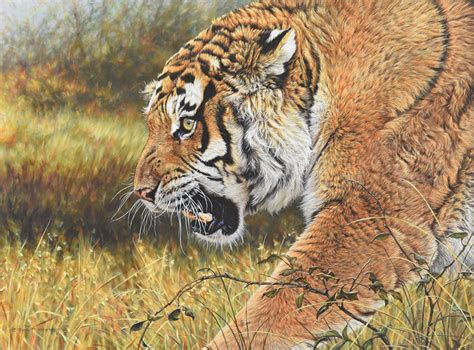 Lunchtime Male Summer Siberian Tiger Original For Sale POA By