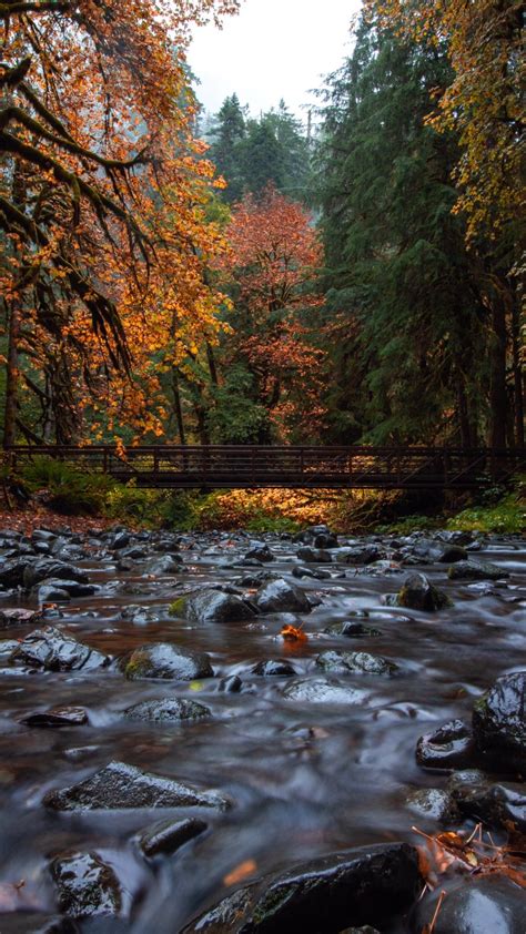 Fall Great Smoky Mountains 1440x2560 Iwallpaper