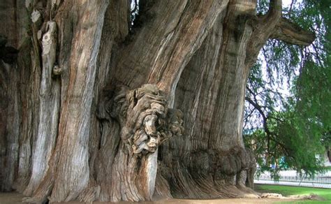 ¿por Qué Es Importante El árbol Del Tule En La Historia