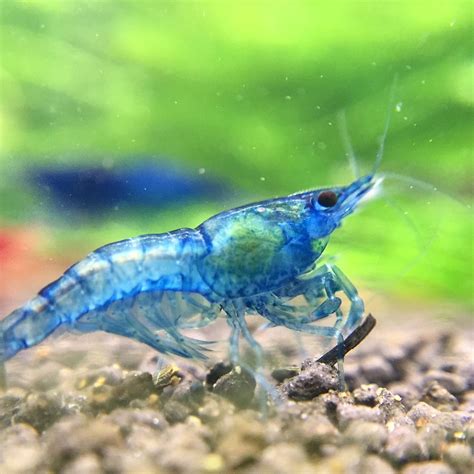 A Beginners Guide To Keeping Shrimp Buce Plant