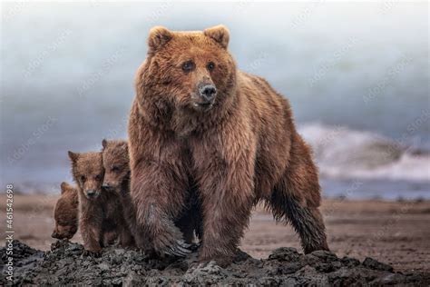 Grizzly Bear Mother Protecting Cute Cubs On Alaskan Beach Foto De Stock