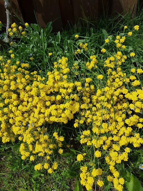 Ornamental Shrub With Yellow Flower Garden Design Free Photos