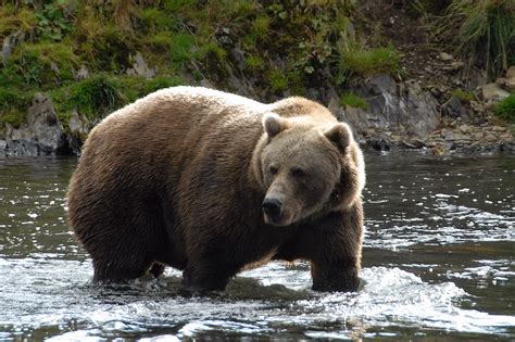 Mrs Yollis Classroom Blog Mr Yollis Shares About Kodiak Grizzly Bears