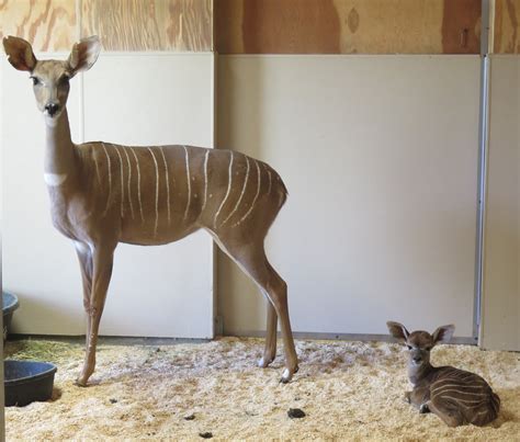 Meet The Zoos New Kudu Calf Smithsonians National Zoo