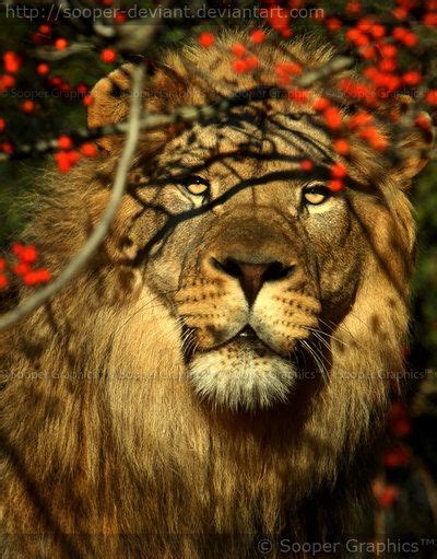 African Lion 2980 By ~sooper Deviant Wild Animals Photography Wild